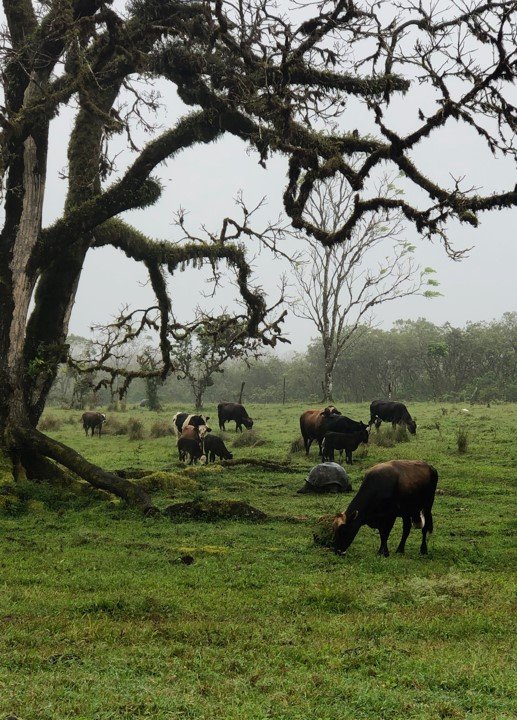 Las tortugas gigantes a menudo se pueden encontrar alimentándose junto con las vacas en los extensos pastos.