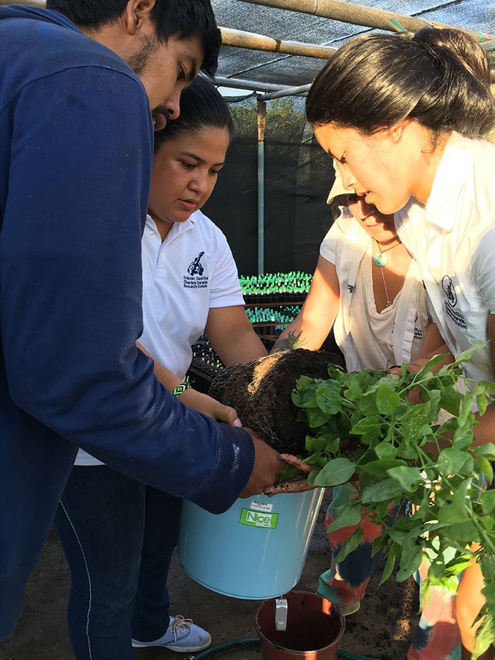 Last transplant of the five G.leucantha var. leucantha  prior to their transport to Northern Isabela.