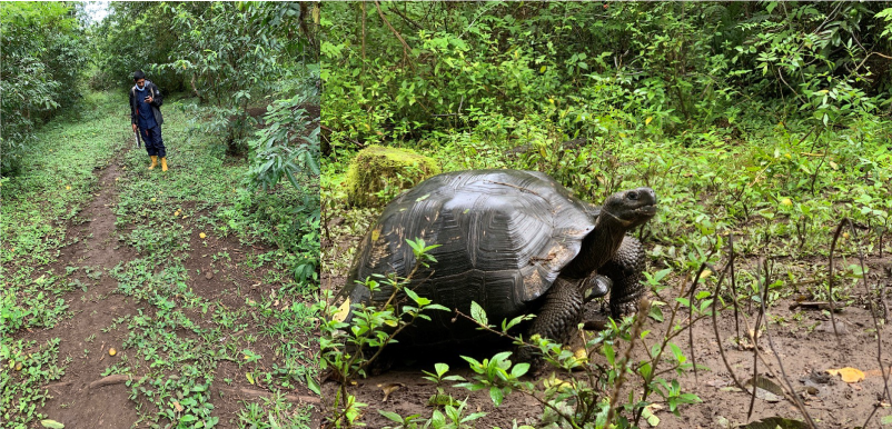 Left: Freddy taking temperature data on the ambient environment. Right: Tortoise in the jungle.