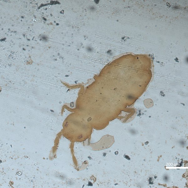 Lepidocyrtus nigrosetosus Folsom, 1927