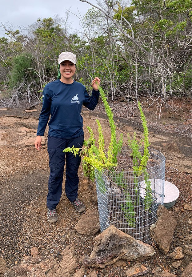 Liliana Jaramillo junto a una planta de Galvezia leucantha en el sitio de estudio de isla Isabela. Foto: Paúl Mayorga, FCD. 