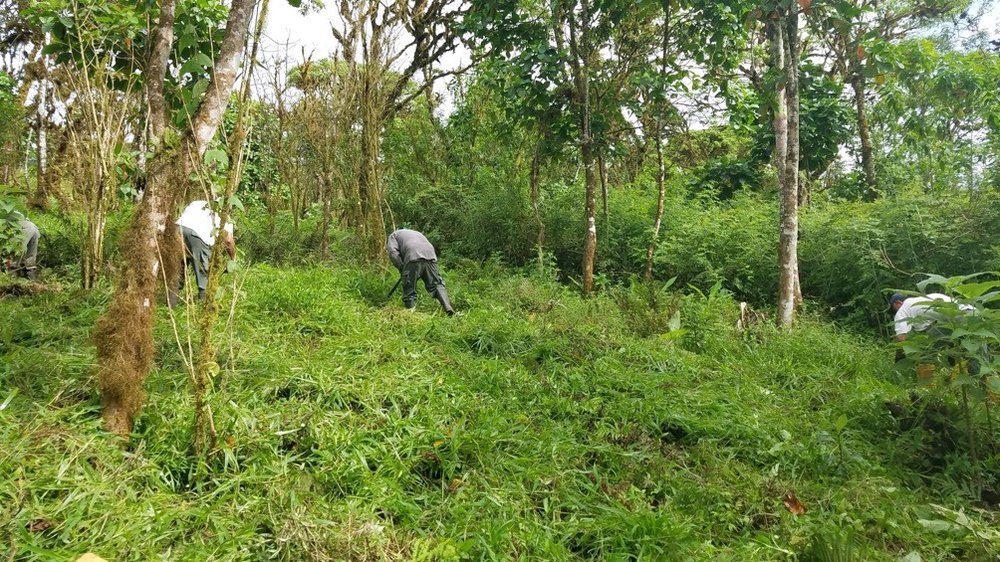 Local workers and Galapagos National Park rangers removing resprouts of blackberry from one of the experimentally managed plots. In the background, a wall of blackberry indicates the limit of the plot. Photo credit: David Anchundia, Charles Darwin Fo