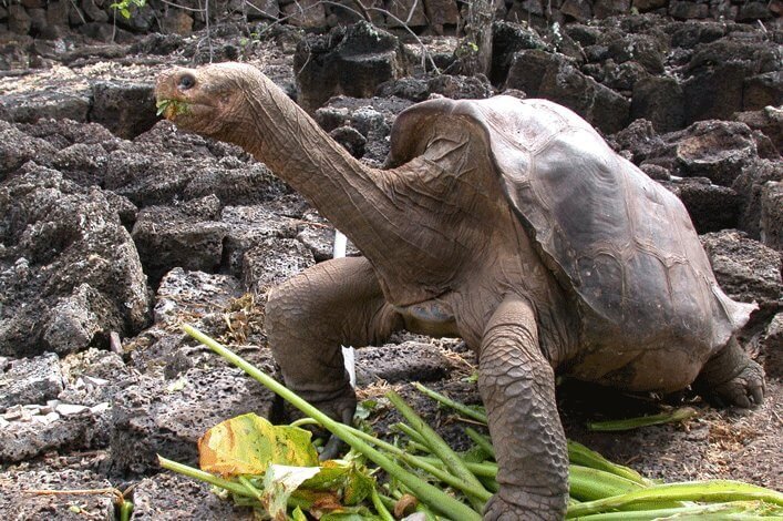 Lonesome George feeding at the Breeding Center.