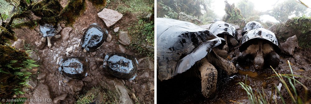 Los caparazones de las tortugas brillan por las gotas que caen del árbol.