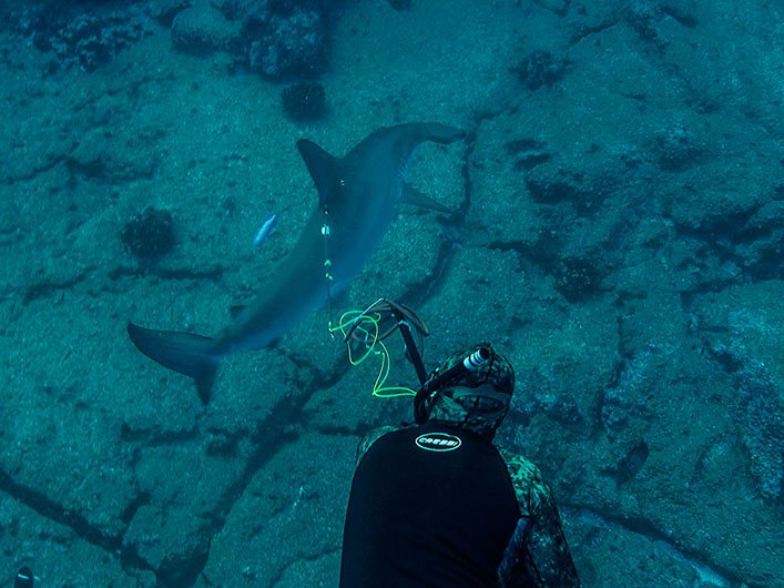 Los investigadores se sumergen en apnea para instalar con seguridad marcas satelitales remolcadas en las tiburonas martillo. Crédito: Manu San Félix/RCR Productions.