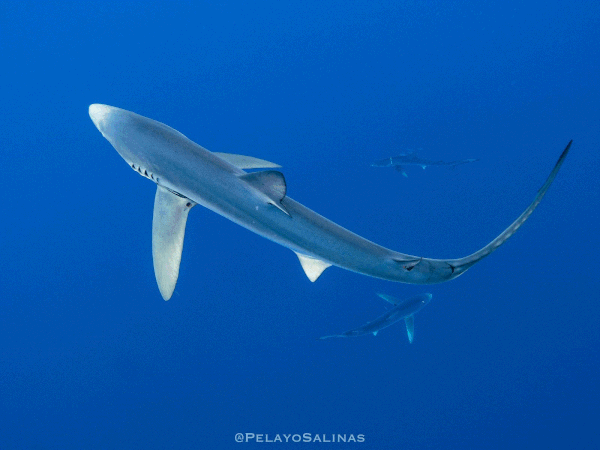 Los tiburones azules son una de las especies de tiburones más comunes que se encuentran en aguas abiertas. 