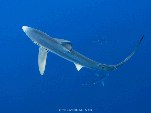 Los tiburones azules son una de las especies de tiburones más comunes que se encuentran en aguas abiertas.