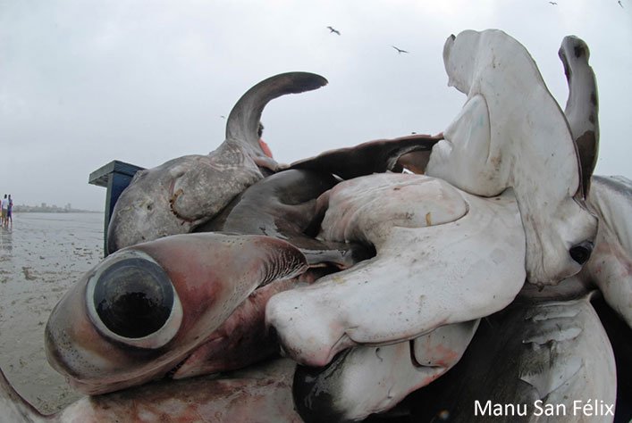 Los tiburones martillo se capturan con frecuencia en las pesquerías artesanales e industriales de la región y se venden por sus aletas y su carne. Foto de: Manu San Félix.