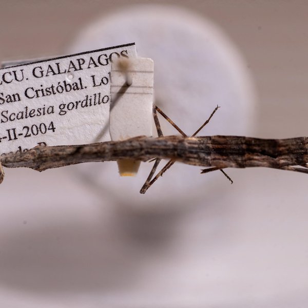 Galapagia solitaria Scudder, 1893