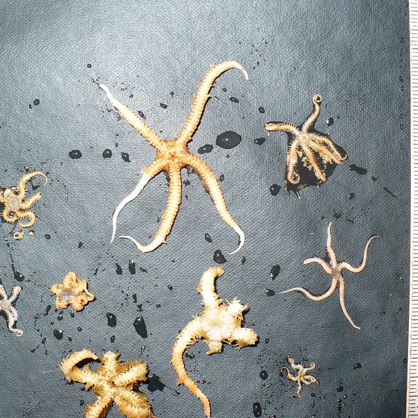 Ophiothrix (Ophiothrix) spiculata Le Conte, 1851