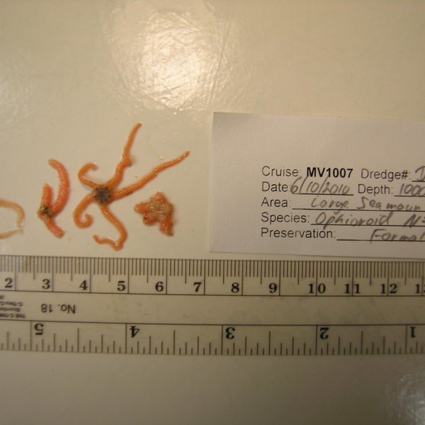 Ophiactis savignyi (Müller & Troschel, 1842)