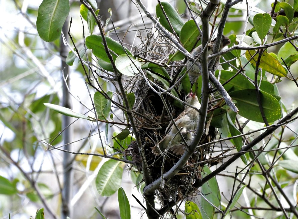 Macho alimentando a hembra en el nido. Foto: Agustín Gutiérrez, FCD.