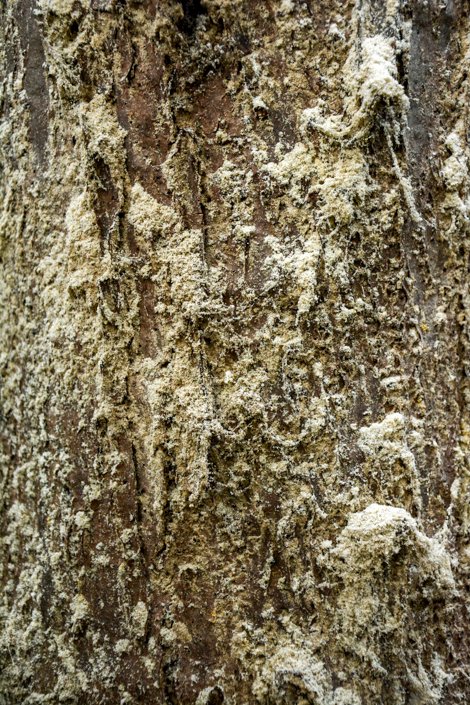 Manglar negro afectado por un escarabajo barrenador que come madera