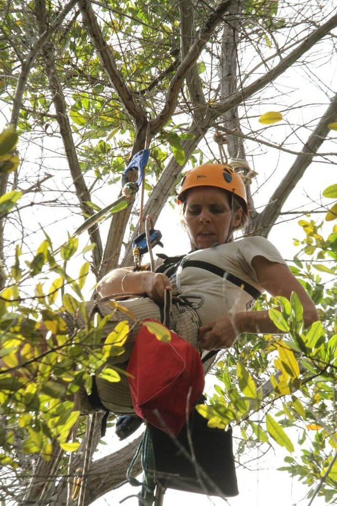 Mangrove Finch Project leader Francesca Cunninghame ready to get nests from high in the canopy at Playa Tortuga Negra.