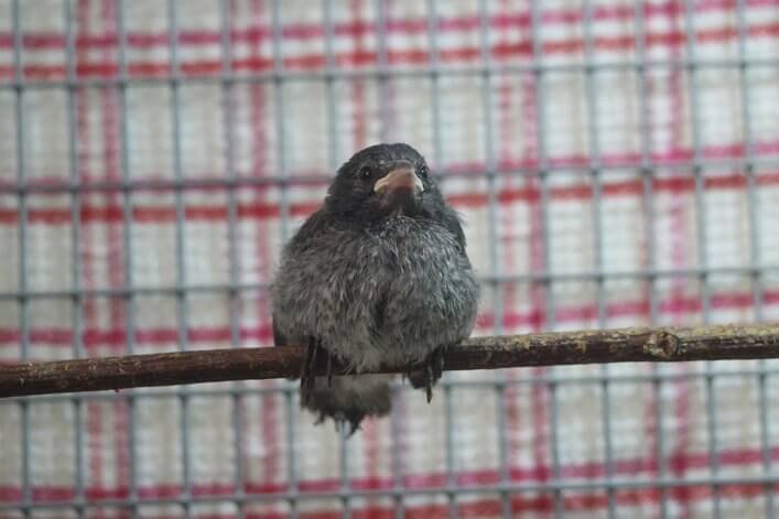 Mangrove Finch fledgling getting ready to get back home.