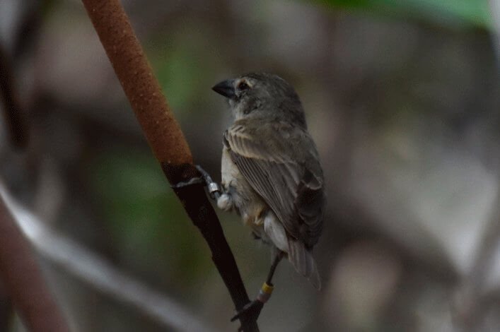 Mangrove Finch released with adult plumage and beak colour photographed in September 2016.