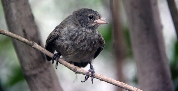 Mangrove Finch rescued and raised in the field.