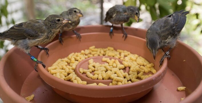 Mangrove Finches feeding in the aviary.