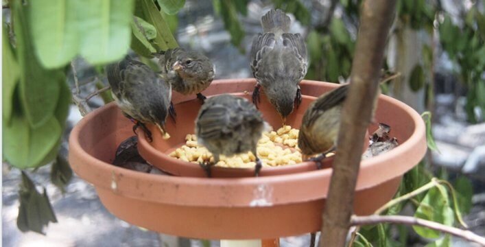 Mangrove Finches feeding in the aviary.