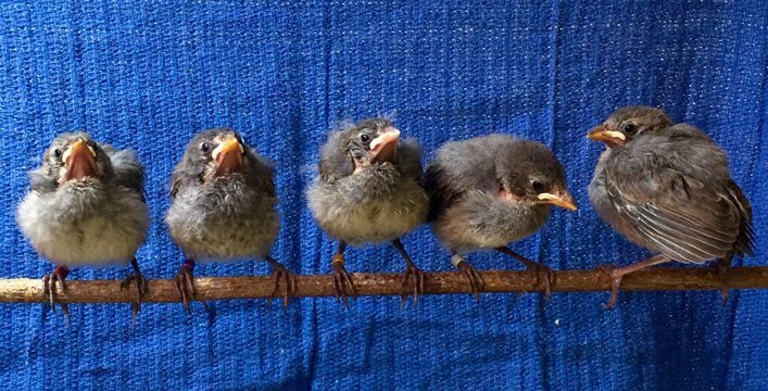 Mangrove Finches fledglings at CDRS.