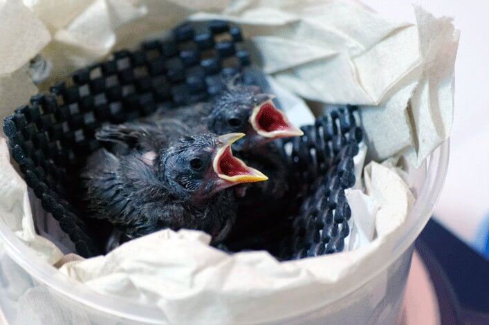 Mangrove finches reared in captivity in the Charles Darwin Research Station.