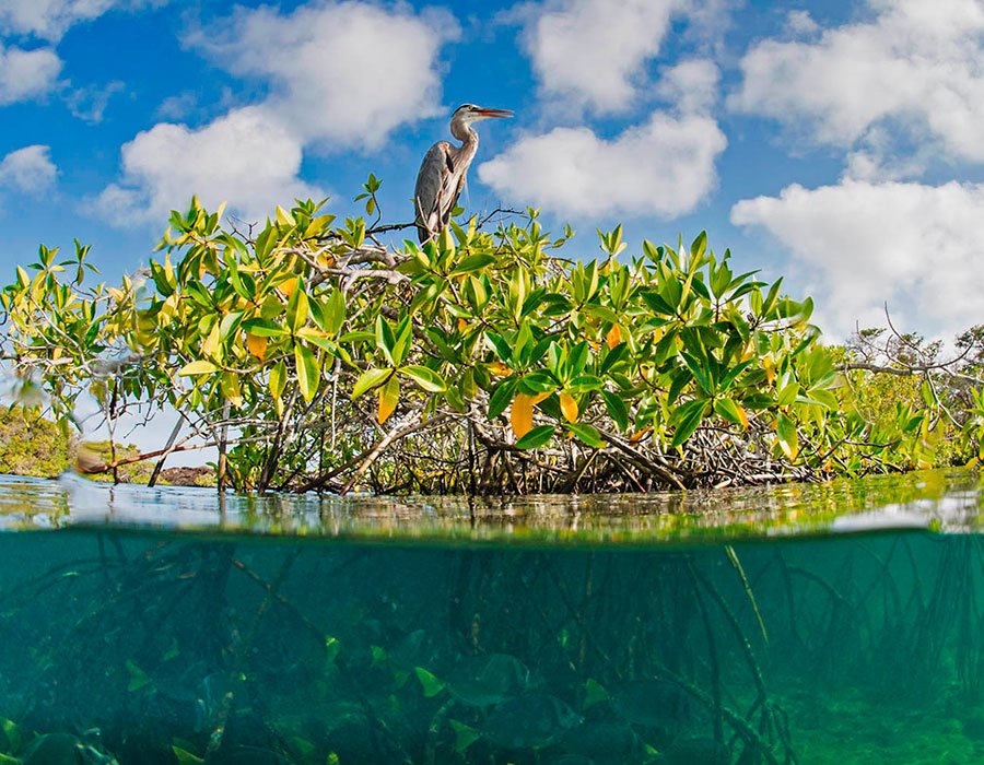 Mangroves are considered an oasis for life along the volcanic coasts of the Galapagos Islands. 