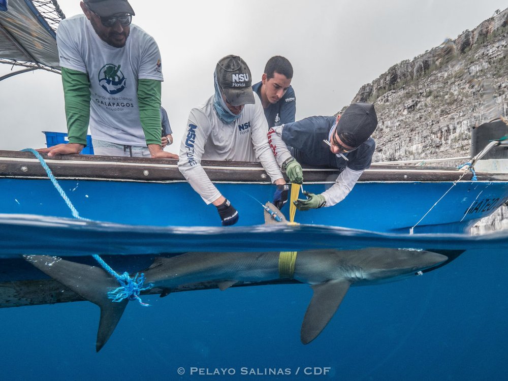 Marcando a un tiburón sedoso. Foto: Pelayo Salinas, FCD. 