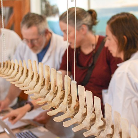 Moe Flannery, Martha Velez, Lee Post y Gustavo Jiménez trabajando en el ensamblaje del esqueleto 