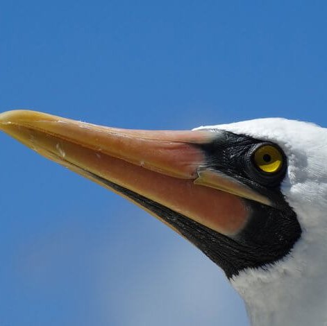 Nazca Boobies in the Galapagos.