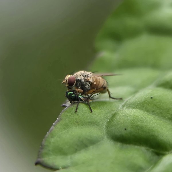 Neodexiopsis devia (Curran, 1934)