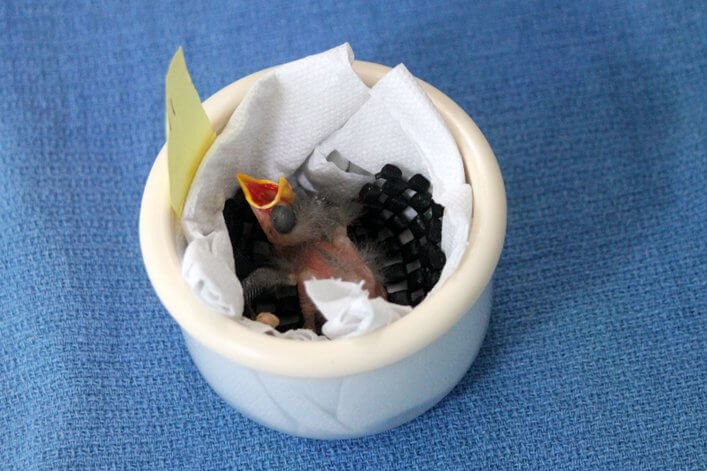 Newly hatched Mangrove Finch chick being cared for at CDRS.