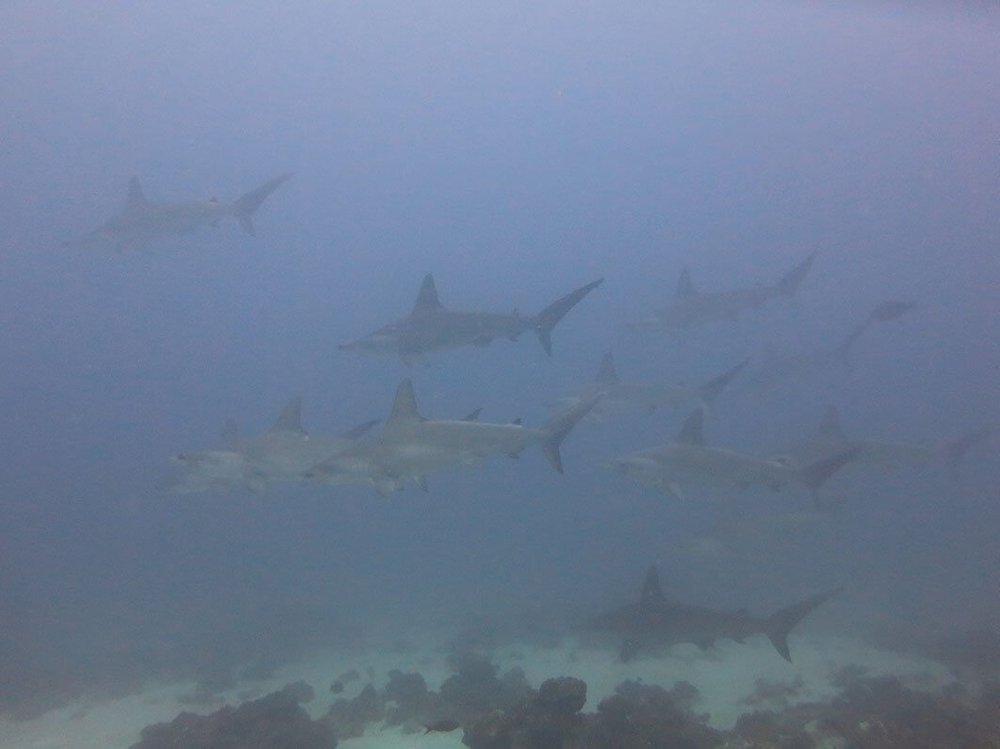 Observation of hammerhead sharks near the coral at Islote Pájara during the investigation.