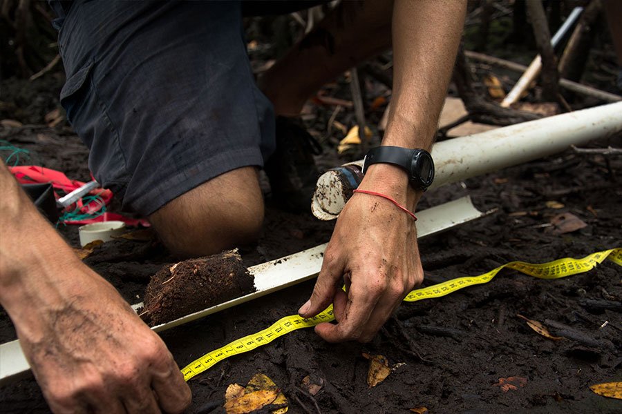 Obteniendo el sedimento del manglar