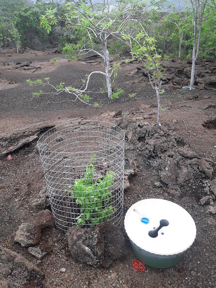 One of the five seedlings planted for the ecological restoration of G. leucantha var. leucantha, close to Playa Tortuga Negra, Northern Isabela.