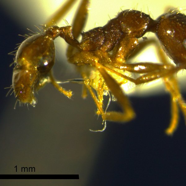 Pheidole williamsi Wheeler, 1919