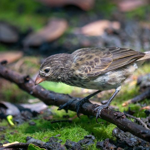 mangrove finch 2025