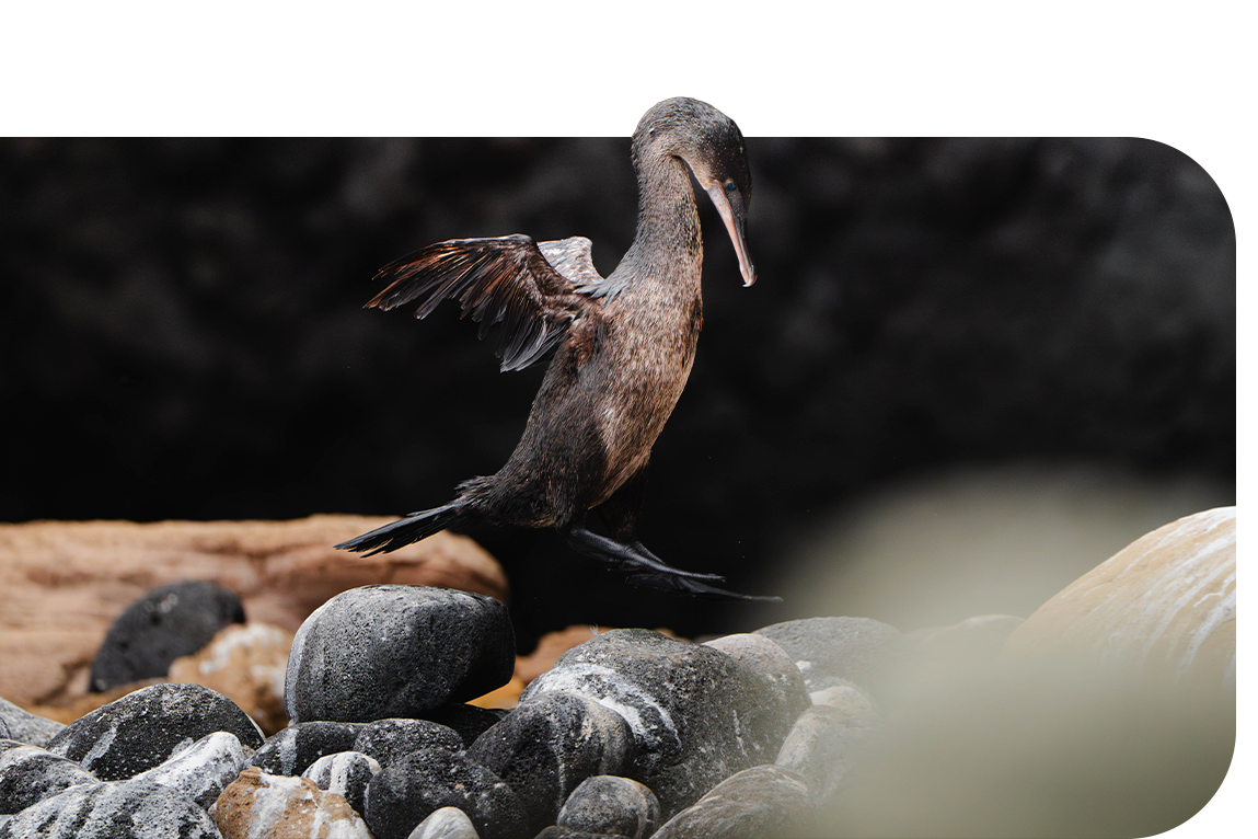 Flightless Cormorant Pop-Up