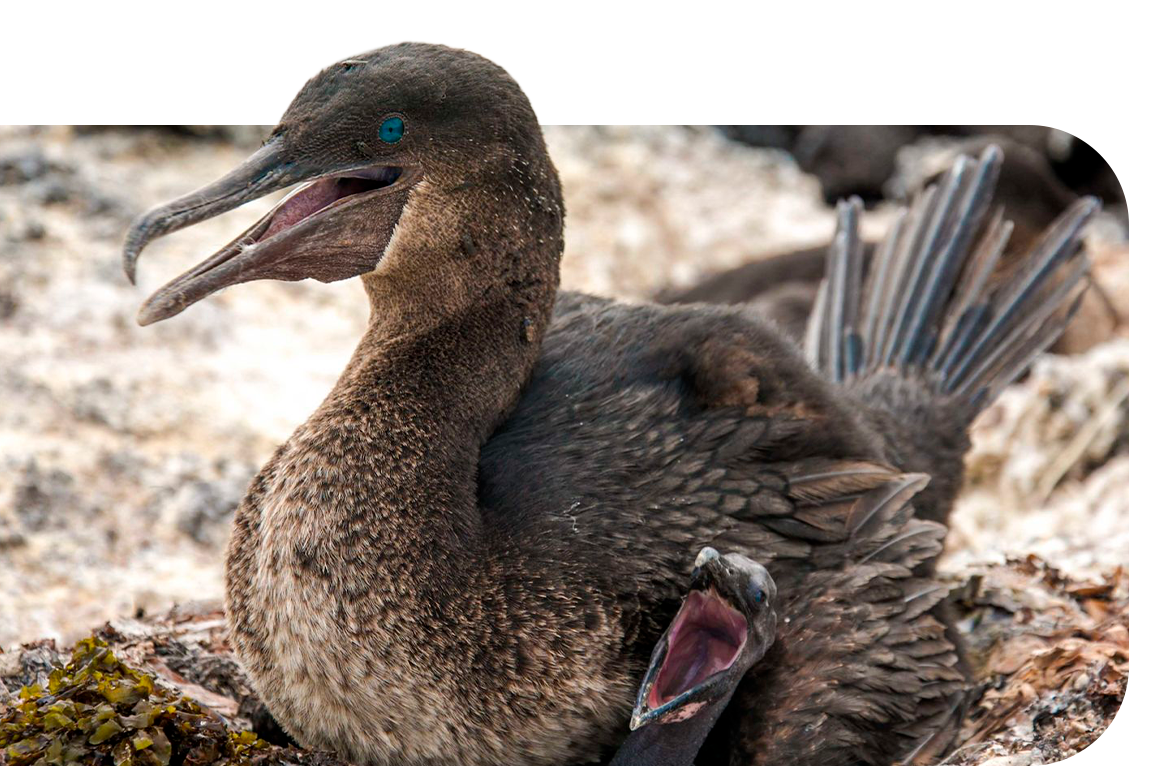 POP-UP-cormoran3