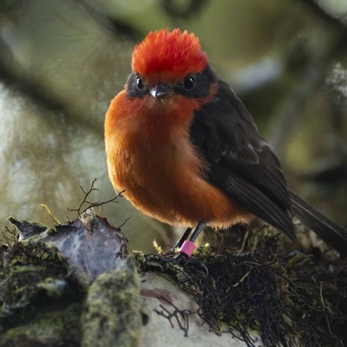 Pajaro brujo