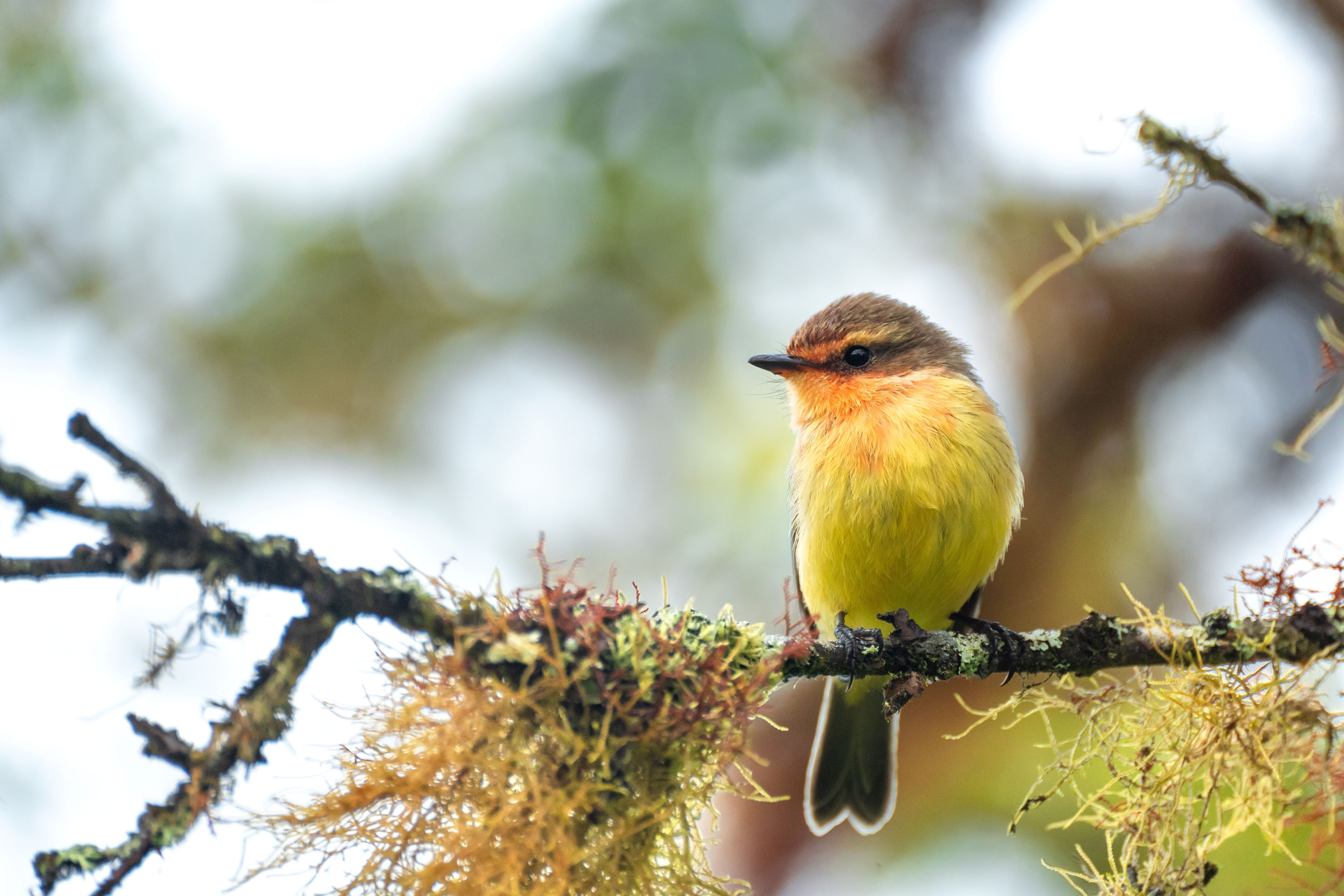 PajaroBrujo_©JuanManuelGarciaFCD_5_baja