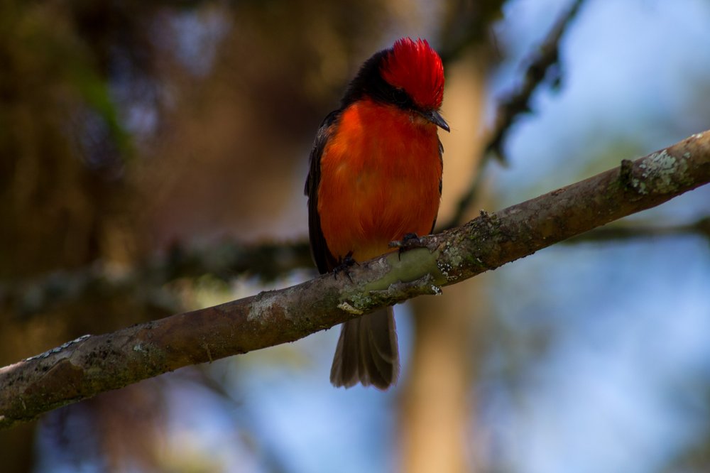 Pájaro Brujo, Galápagos.