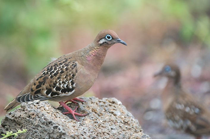 Paloma de Galápagos