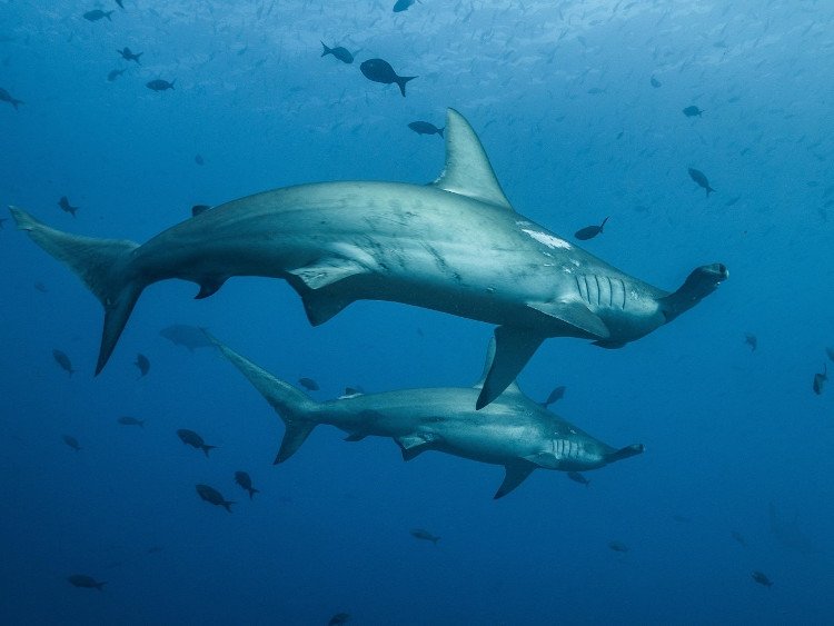 Pareja de hembras adultas de tiburón martillo. Foto: Pelayo Salinas de León, FCD.