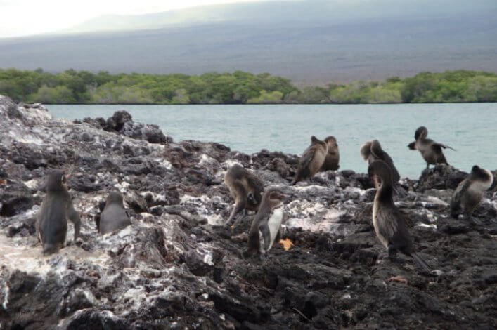 Penguins and cormorants living in peace on the shores of Isabela Island.