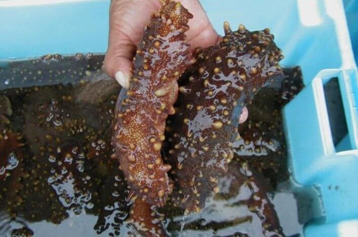 Pepino de mar (Isostichupus fuscus).