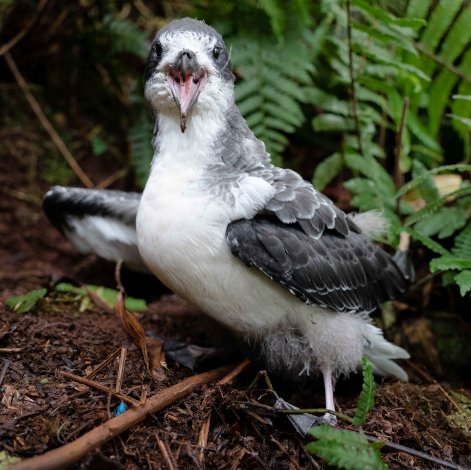 Petrel de Galápagos. Foto: Rashid Cruz, FCD.