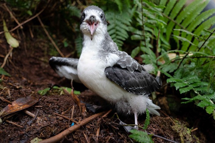 Petrel de Galápagos. Foto: Rashid Cruz, FCD.