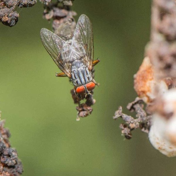 Philornis downsi, an invasive fly.