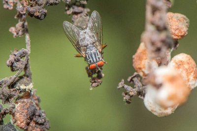 Philornis downsi, an invasive fly.