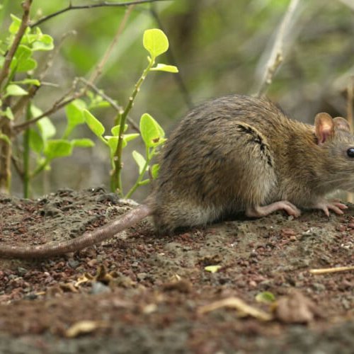 Rattus norvegicus Berkenhout, 1769